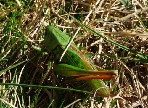 Decticus verrucivorus verrucivorus